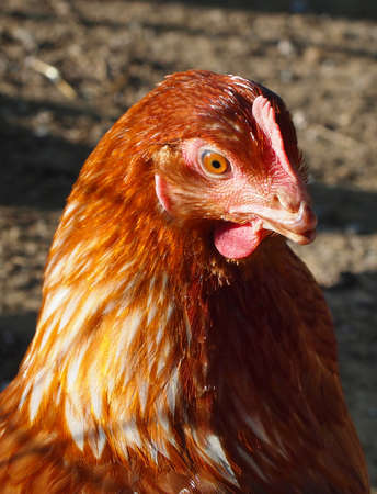 Close up portrait of a healthy, beautiful free range chicken at home in the yard 
