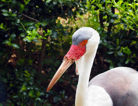Portrait of a  thoughtful looking Wattled Crane, closeup, in the green foliage  の写真素材