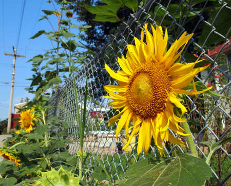 Sunflowers grow in the city along the side of a chain link fence in the alley の写真素材
