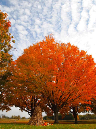 A rounded tree displaying brilliant orange foliage stands in a field