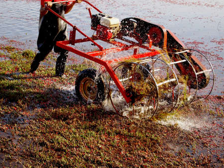 A man wearing waders pushes a water reel harvester through a cranberry bog.の写真素材