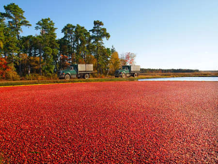 Trucks for transporting cranberries off to a processing plant drive along the edge of the vibrant,...