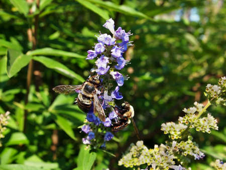 Closeup of a honey bee gathering nectar fromm a stalk of lavender blossoms の写真素材