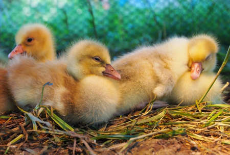 A small group of cute yellow fuzzy baby ducks nestled together in some grasses and straw の写真素材