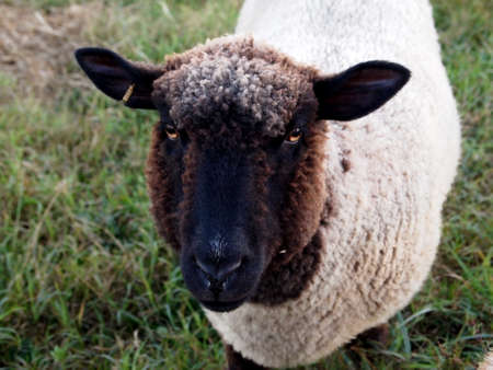Close up of a black faced sheep in the grass looking directly at the viewer.の写真素材