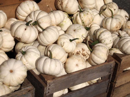 White pumpkins piled into wooden crates in the the sunshine on an October day.の写真素材