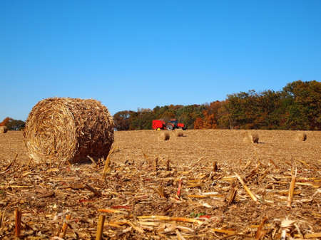 Round bales of dried corn stalks in a field after the harvest with a red tractor in the background.の写真素材