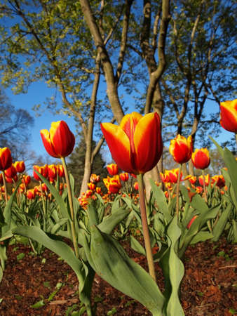 A beautiful garden display of red and yellow, variegated tulips in the springtime with a background of trees and vibrant blue sky.の写真素材