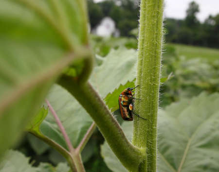 A Green June Beetle climbs a flower stem in a garden with a long yard and houses in the distant background.の写真素材