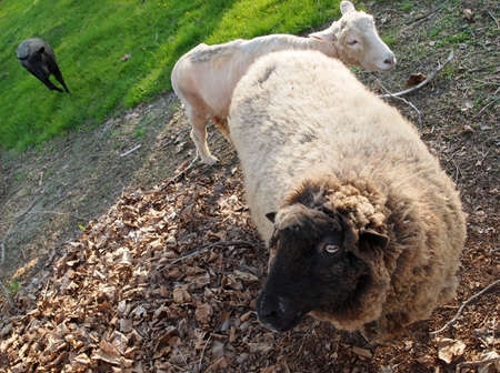 Looking down at a sheep in a meadow, who is gazing casually with one sparkling eye.の写真素材