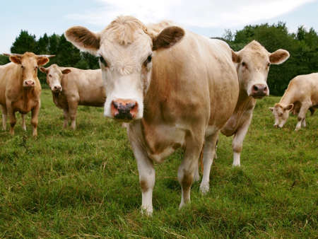 A group of cows stand in the grass staring curiously directly at the viewer.の写真素材