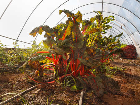 Swiss Chard plants with bright red stalks growing in a greenhouse.の写真素材