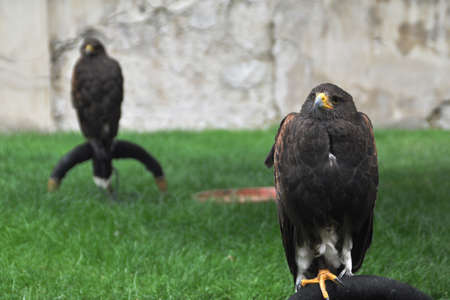 Two eagles sitting