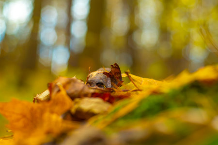 Background with close-up of yellow leaves in soft focus lying on the ground. Substrate on the autumn theme.の写真素材
