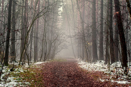Bare tree trunks in the morning fog. Sad autumn landscape with a cold, autumn forest.の写真素材