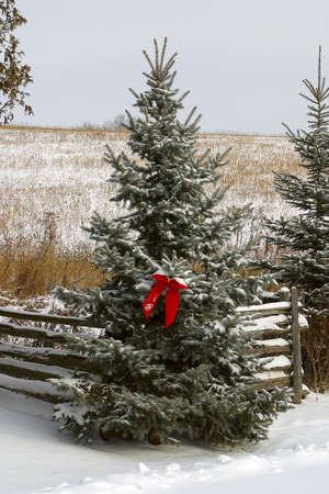 Evergreen tree with Christmas Bowの写真素材