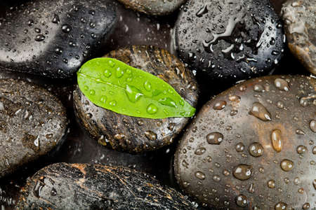 zen stones and freshplant  with water dropsの写真素材