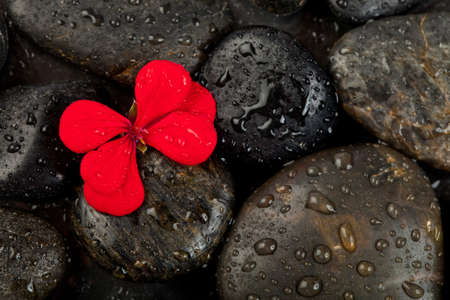 zen stones and freshplant  with water drops