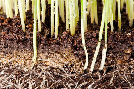 fresh green wheat seedling