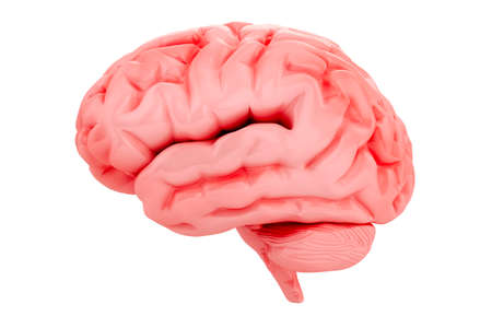 3d brain on white background
