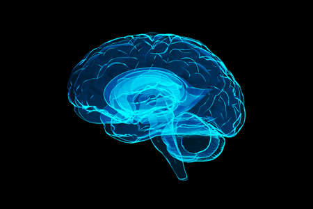 3d human brain illustrationの写真素材