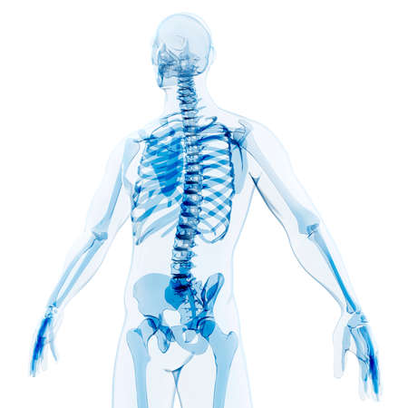 3d render of human body and skeleton, x-rayの写真素材