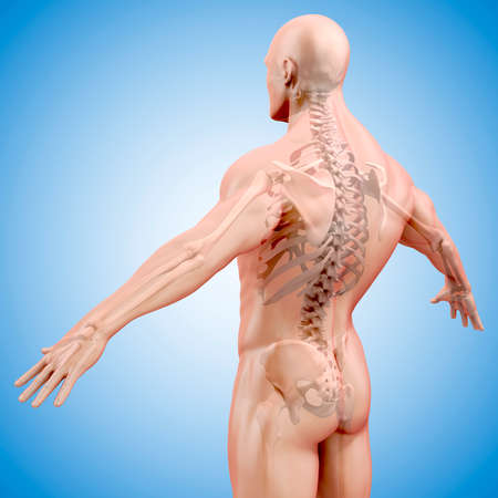3d render of human body and skeletonの写真素材
