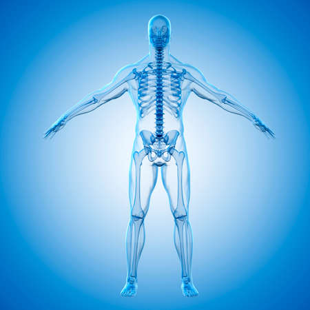 3d render of human body and skeletonの写真素材