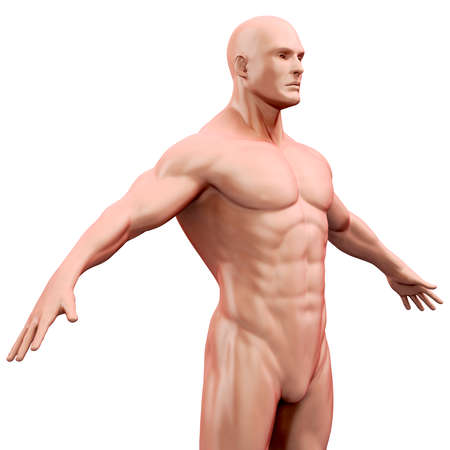 3d human body renderの写真素材