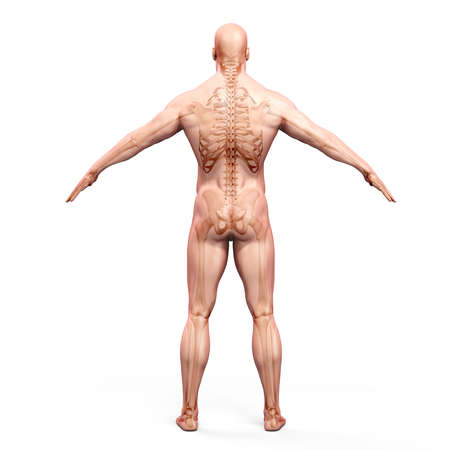 3d render of human body and skeletonの写真素材
