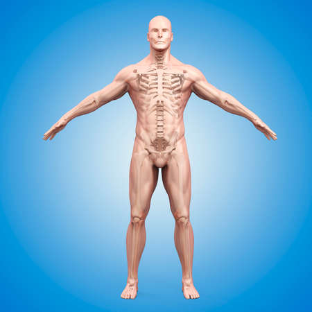 3d render of human body and skeletonの写真素材