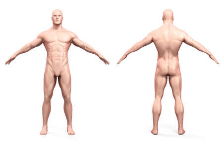 3d human body renderの写真素材