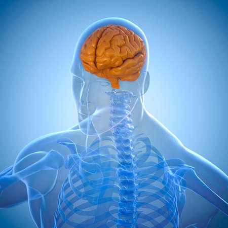 3d human skeleton and brain scan