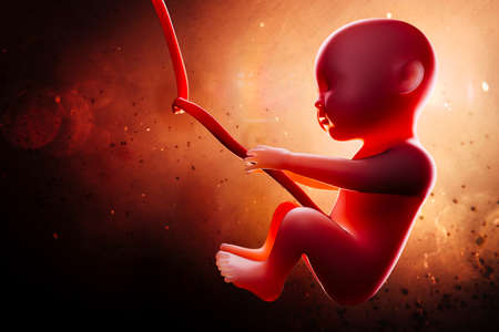 3d human fetus inside the wombの写真素材