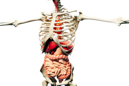 3d man render,  anatomy showing skeleton, muscular system and internal organsの写真素材