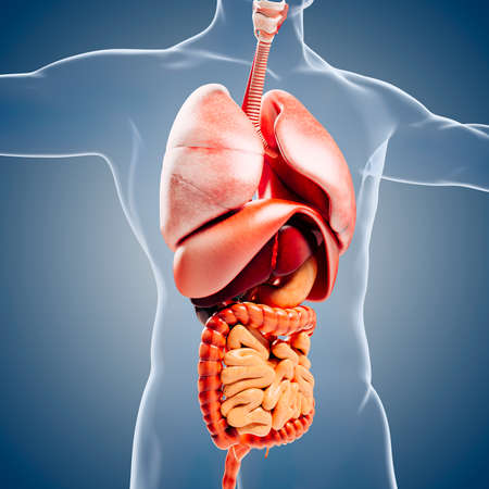 3d man render,  anatomy showing  internal organs