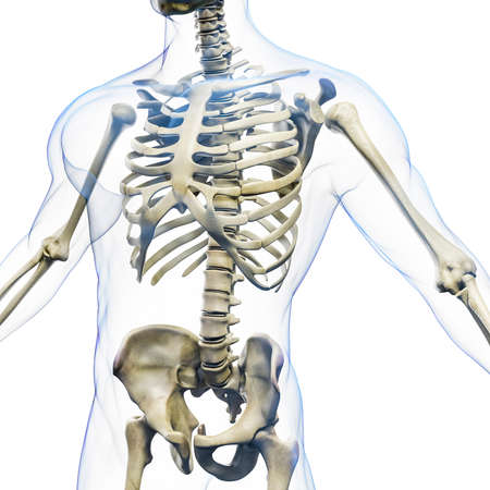 3d render of human body and skeleton, x-ray