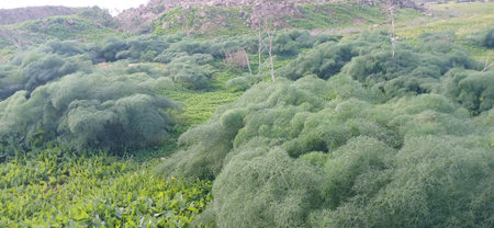 Aerial view of green dill growing in the field in Africa,Vibrant Spring Meadow Foliage Background.のeditorial素材