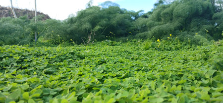 Lush Green Wood Sorrel (Oxalis) Groundcover.のeditorial素材