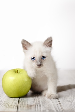 Cute kitten on a wooden white background and apple. Fluffy kittenの写真素材