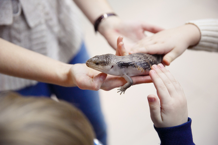 Animals in the Contact Zoo in the city. Feeding from the hands of pets. City leisure.の写真素材