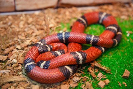 Animals in the Contact Zoo in the city. Feeding from the hands of pets. City leisure.の写真素材