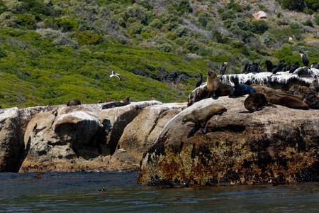 Seals Relaxing in Sun and Jumping from Cliffs into the Seaの写真素材