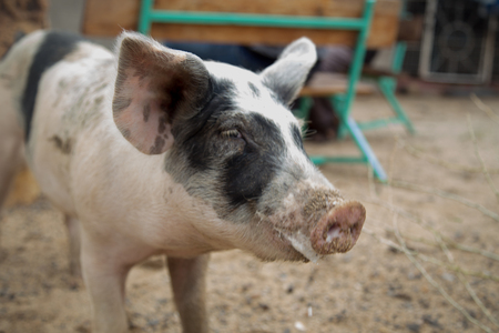 African Black and White Pig near People Sitting on Benches