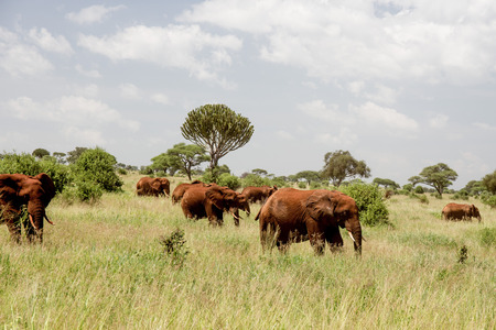 A Her of Muddy Red African Elephants in the Grasslandsの写真素材