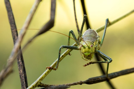 Micro Shot of Grasshopper from Front
