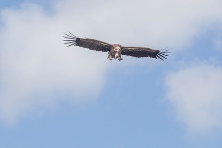 African Vulture with Wide Wings in the Sky: View from Front