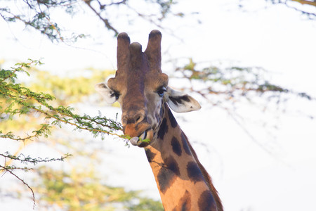 Closeup of Giraffe Head Whilst Eating from Tree with Tongue Outsideの写真素材