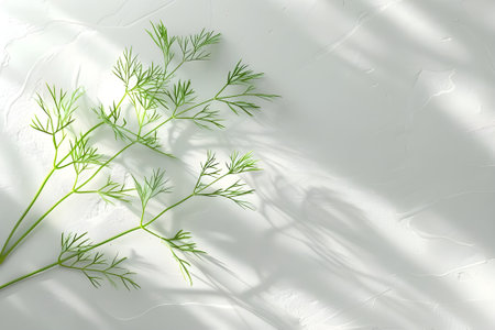 A close-up photo of a branch with feathery green dill fronds against a clean white background. The fronds have a wispy texture and slight variations in colorの素材