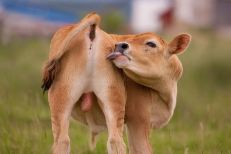Bullの写真素材
